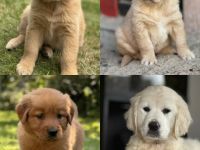 Fake Anzeige! Golden Retriever Welpen