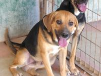 Hotte, Hannes (Horst, Hugo 5, Henriette, Hailey, Henry 8, Heidi 3) / Mischlinge