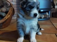 Australien Shepard Mix