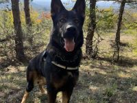 18 Monate alter Rüde, DDR-Blutlinie