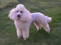 von den Nordsee Löckchen