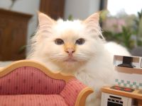 Heilige Birma mit Stammbaum