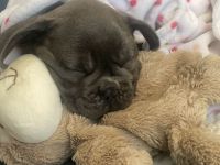 Reinrassige Französische Bulldogge