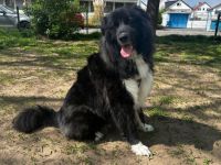 Traumhündin CINDY sucht ein Zuhause - Adopt don't shop!