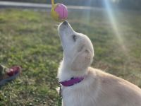 Kleine Hündin Meili sucht ihre Menschen