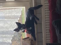 Suche neues zuhause für meinen hund