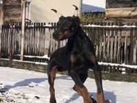Dobermann Rüde