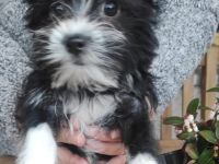 Malteser Yorkshire Welpen - Morkie