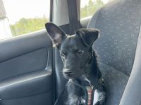 Mischlinghündin Maya