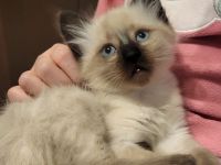 Siam  Kitten