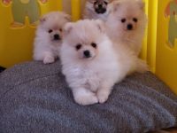 Kleine Bärchen suchen ein zu Hause ❣️