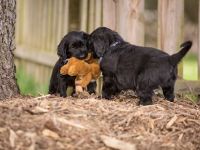 Wir erwarten Flat-Coated-Retriever Welpen !!