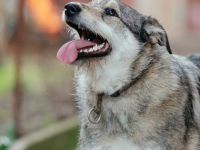 Treuer Wirbelwind Bijou sucht Familienanschluss