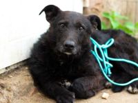 Isi sucht einen warmen Altersruhesitz