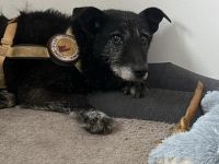 Isi sucht einen warmen Altersruhesitz