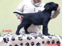 Riesenschnauzerwelpen mit VDH/ PSK Papieren