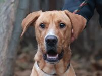 Murphy - sucht sportliche Menschen