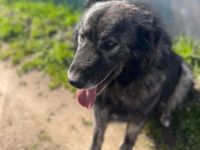 Sanfter Riese Moriarty auf Körbchensuche