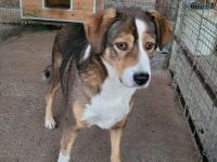 Hallo, ich heiße Duke und möchte adoptiert werden.