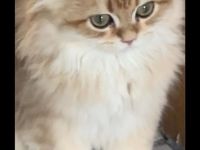 11&10 Monate alte Neva Masquarade&Britisch Langhaar beide Reinrasig mit sehr viellen zuberhör