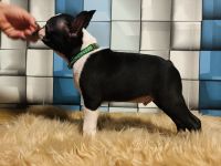 Boston terrier  - 12 wochen alt