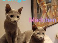 Russischblau mit Stammbaum