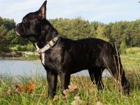 Seriöse Zucht - Französische Bulldogge - Wurfankündigung - Bullys vom Dechenwald