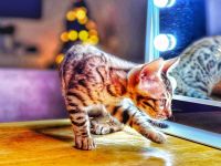 Ideale Bengalenkätzchen mit besonderem Ansatz in Erziehung und Sozialisierung