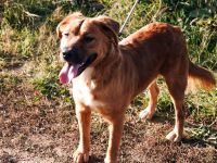 Toto sitzt der Schalk im Nacken