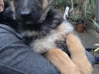 Reinrassige deutsche Schäferhundwelpen