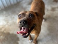 Bezaubernde Seniorin JELENA sucht ihr Altersruheplätzchen!