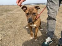 Bezaubernde Seniorin JELENA sucht ihr Altersruheplätzchen!