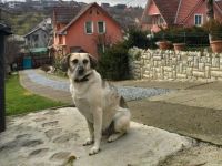 gemütliche Maeve sucht ihr Sofa-Plätzchen