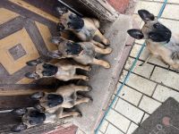 Deutscher Schäferhund/Malinois mischlings welpen