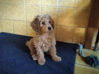 Zuckersüße Toy/Zwergpudel Welpen