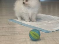 Pomerainian Boo Mini