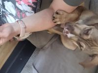 Old Englisch Bulldog mix