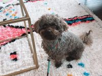 SUCHE Bolonka-Zwetna Deckrüde