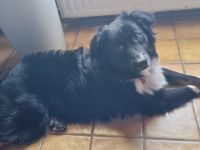 Dringende abgabe Australien sheppard