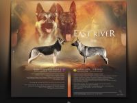 Osteuropäischer Schäferhund Welpen FCI Zucht - DNA HD ED MDR1 DM uvm.