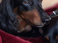 Dackel, Langhaardackel, Zwergdackel