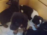 Jack Russell Terrier/Pekinese Mix Welpen