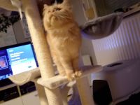 Main coon Dame zu verkaufen