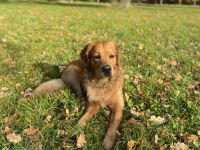 Golden Retriever deckrüde