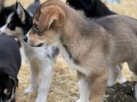 Aussi Sibirian Welpen Australien Shepherd Sibirischer Husky