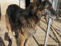 Faxe & Snorre, geb. ca. 11/2017, leben in GRIECHENLAND, im städt. Tierheim Serres