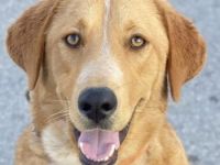 Hector, geb. ca. 11/2022, lebt in GRIECHENLAND, im städt. Tierheim Serres