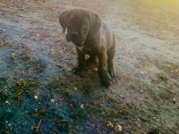 Cane corso welpen