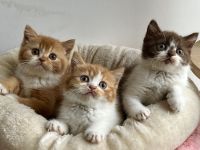 Reinrassige BKH kitten choco und red