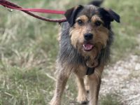 Hundebub Smartie sehnt sich nach einem Zuhause